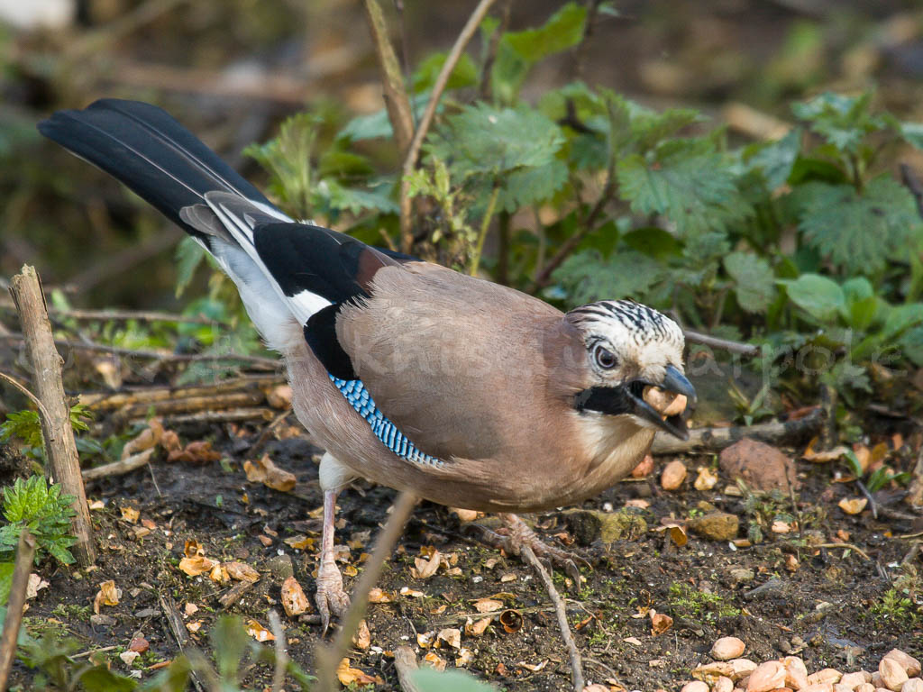 Jay (Garrulus glandarius)