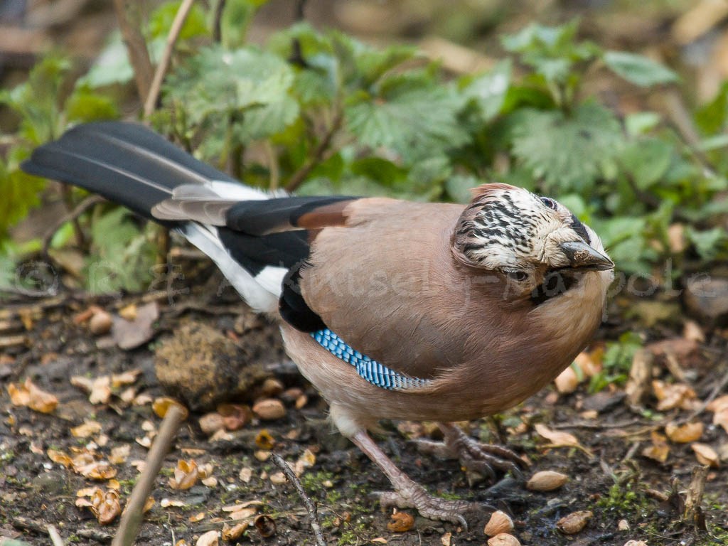 Jay (Garrulus glandarius)