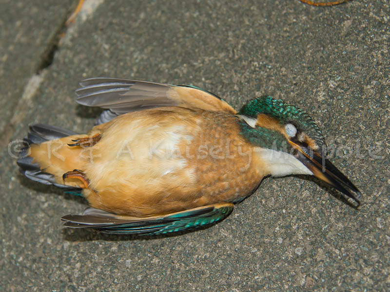 Kingfisher (Alcedo atthis)