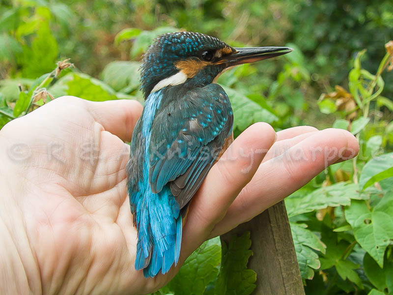 Kingfisher (Alcedo atthis)