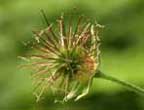Avens (Geum sp.) fruit