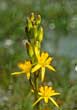 Bog Asphodel (Narthecium ossifragum)