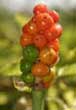 Lords and Ladies fruit (Arum maculatum)