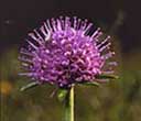 Devil's-bit Scabious (Succisa pratensis)