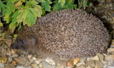 Hedgehog [Erinaceus europaeus]