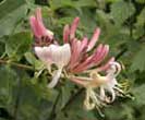 Honeysuckle (Lonicera periclymenum)
