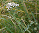 Yarrow (Achillea millefolium)