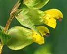 Yellow-rattle (Rhinanthus minor)