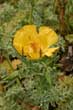 Yellow Horned-poppy (Glaucium flavum)